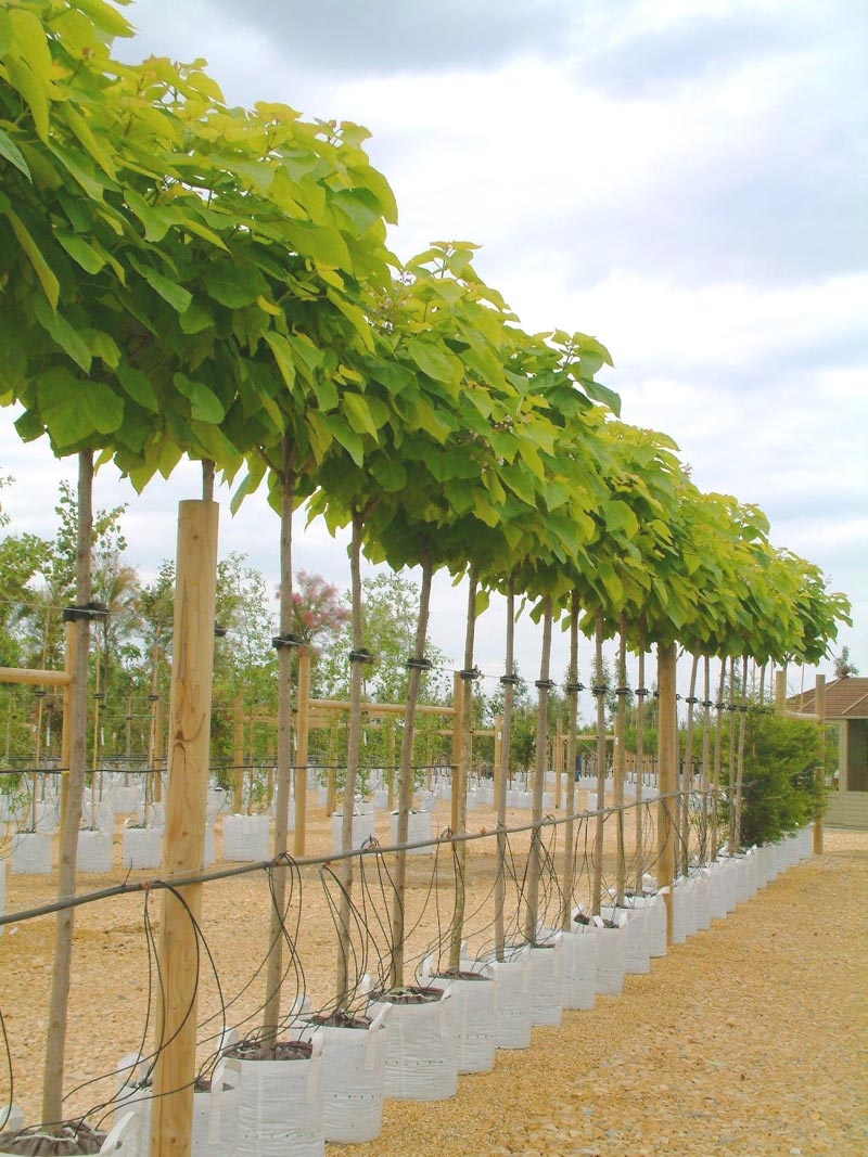 Catalpa bignonioides Aurea