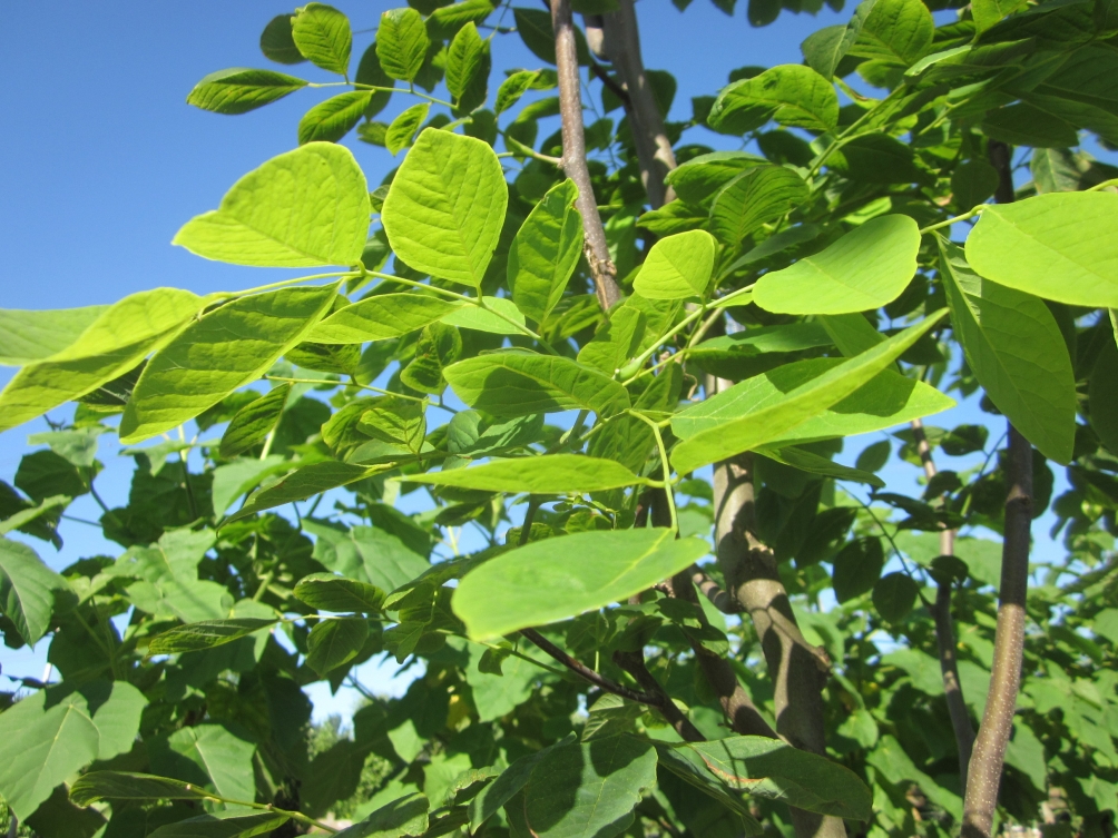 foliage of Cladrastis kentukea