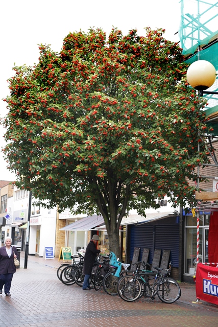 mature Sorbus thuringiaca Fastigiata