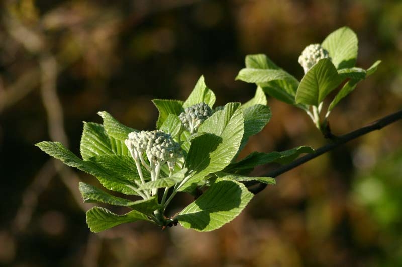 foliage of Sorbus Aria Majestica