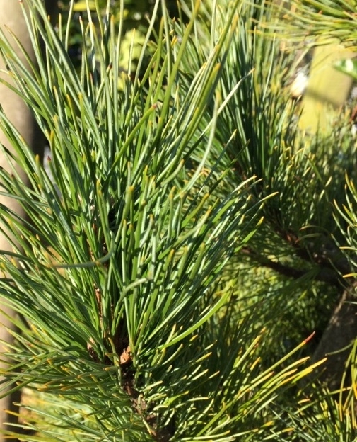 The needles of Pinus cembra