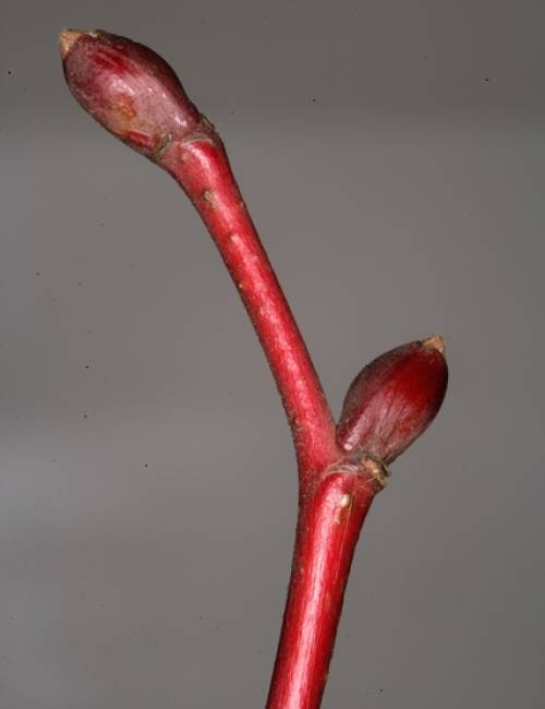 The red buds of Tilia platyphyllos Rubra