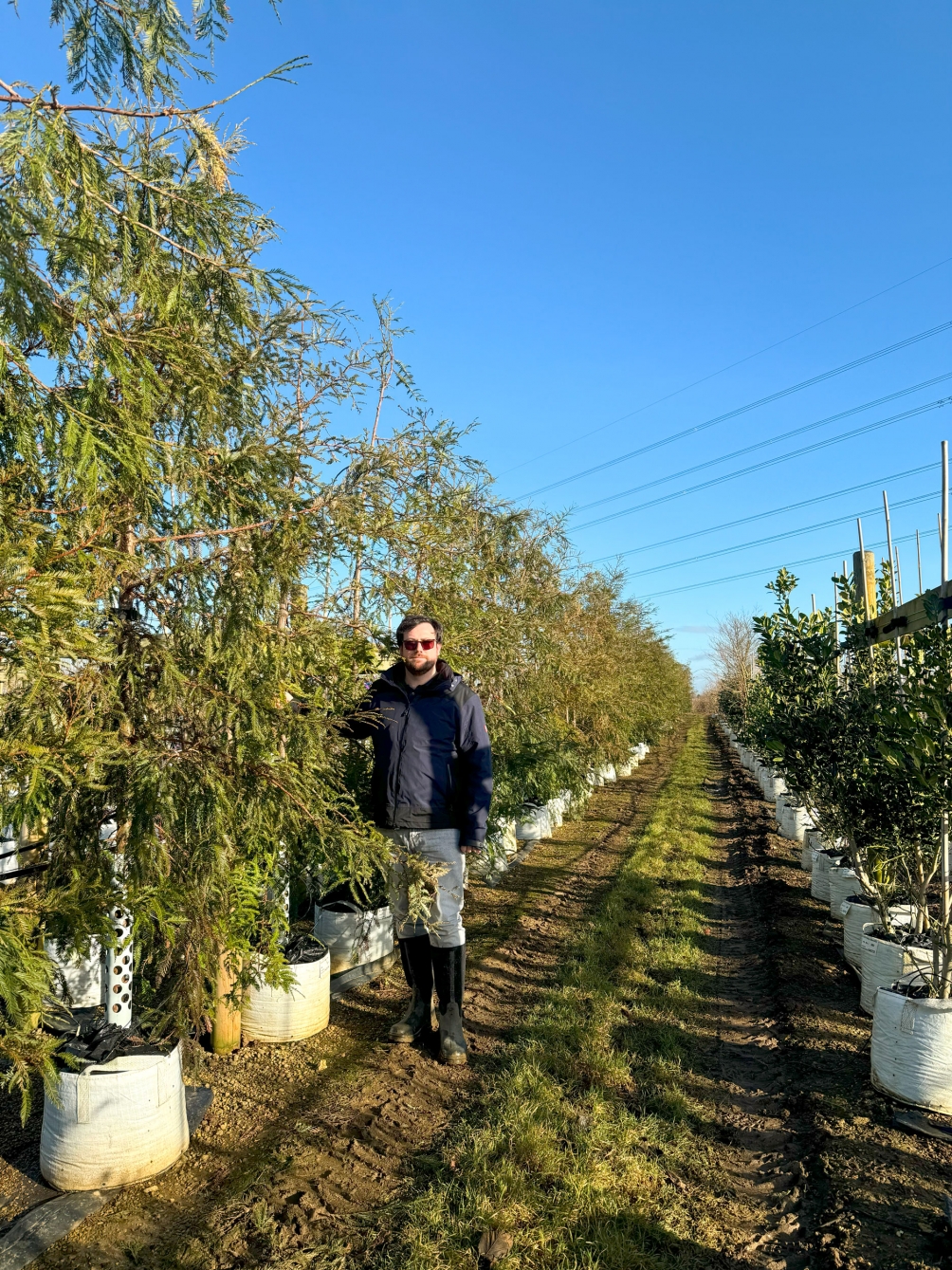 Sequoia sempervirens batch photo 3-3.5m