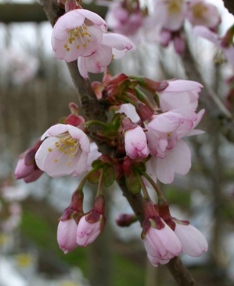 he flowers of Prunus hillieri Spire