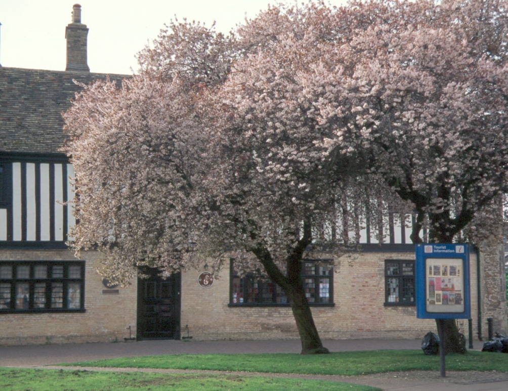 Mature Prunus cerasifera Nigra