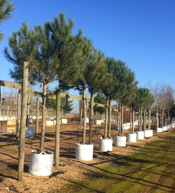 Pinus pinea at barcham trees