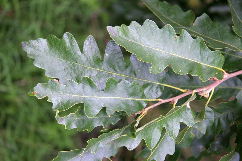 the lobed leaves of Quercus cerris