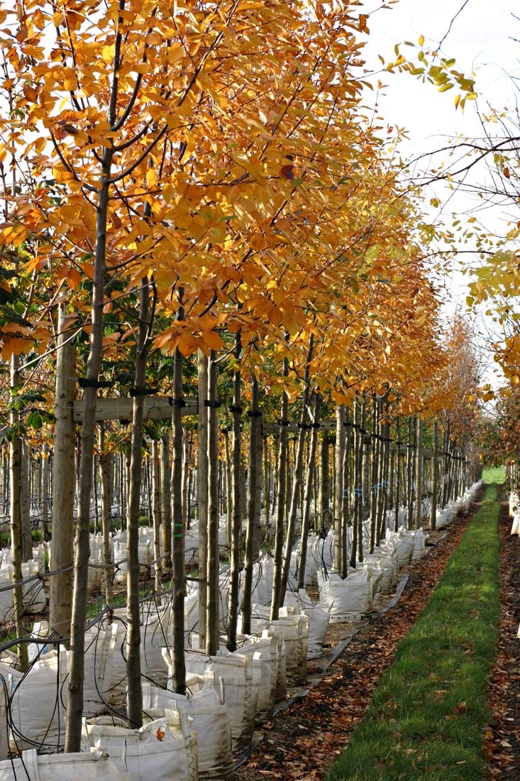 Row of Sorbus aria Magnifica displaying autumn colour on Barcham nursery