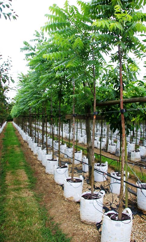 Ailanthus altissima on The Barcham trees nursery
