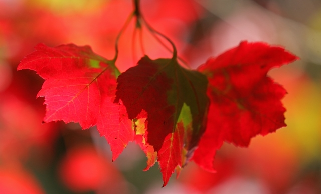 beautiful autumn foliage of Acer rubrum Red Sunset