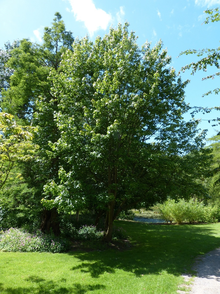 mature  Acer rubrum October Glory in summer