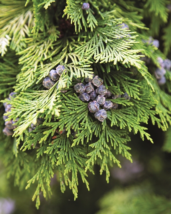 The foliage of Chamaecyparis Lawsoniana Stardust