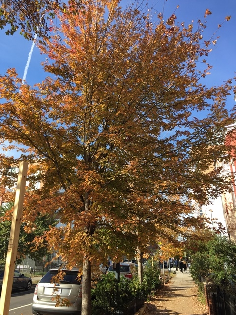 mature Acer buergerianum in a street