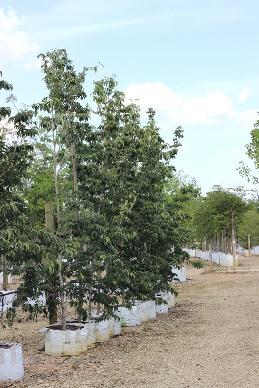 Cornus kousa Stella Pink at barcham trees