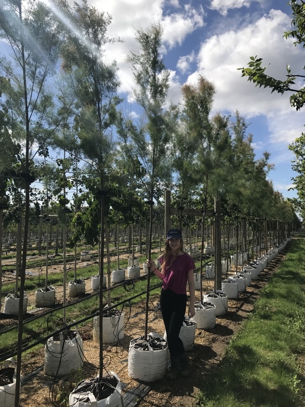Tamarix aestivalis on Barcham Trees nursery to scale