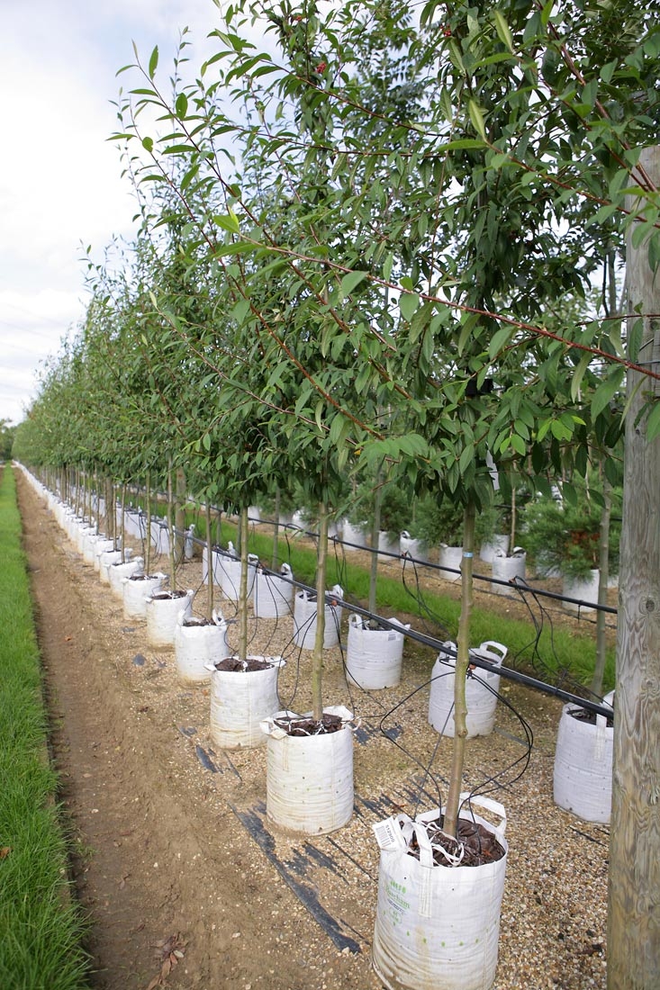 Cotoneaster Cornubia at barcham trees
