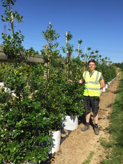 Ilex aquifolium J C Van Tol at barcham trees