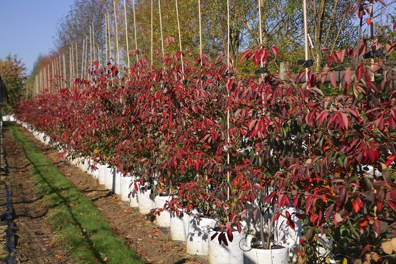 autumn colour of  Amelanchier lamarckii multi-stem