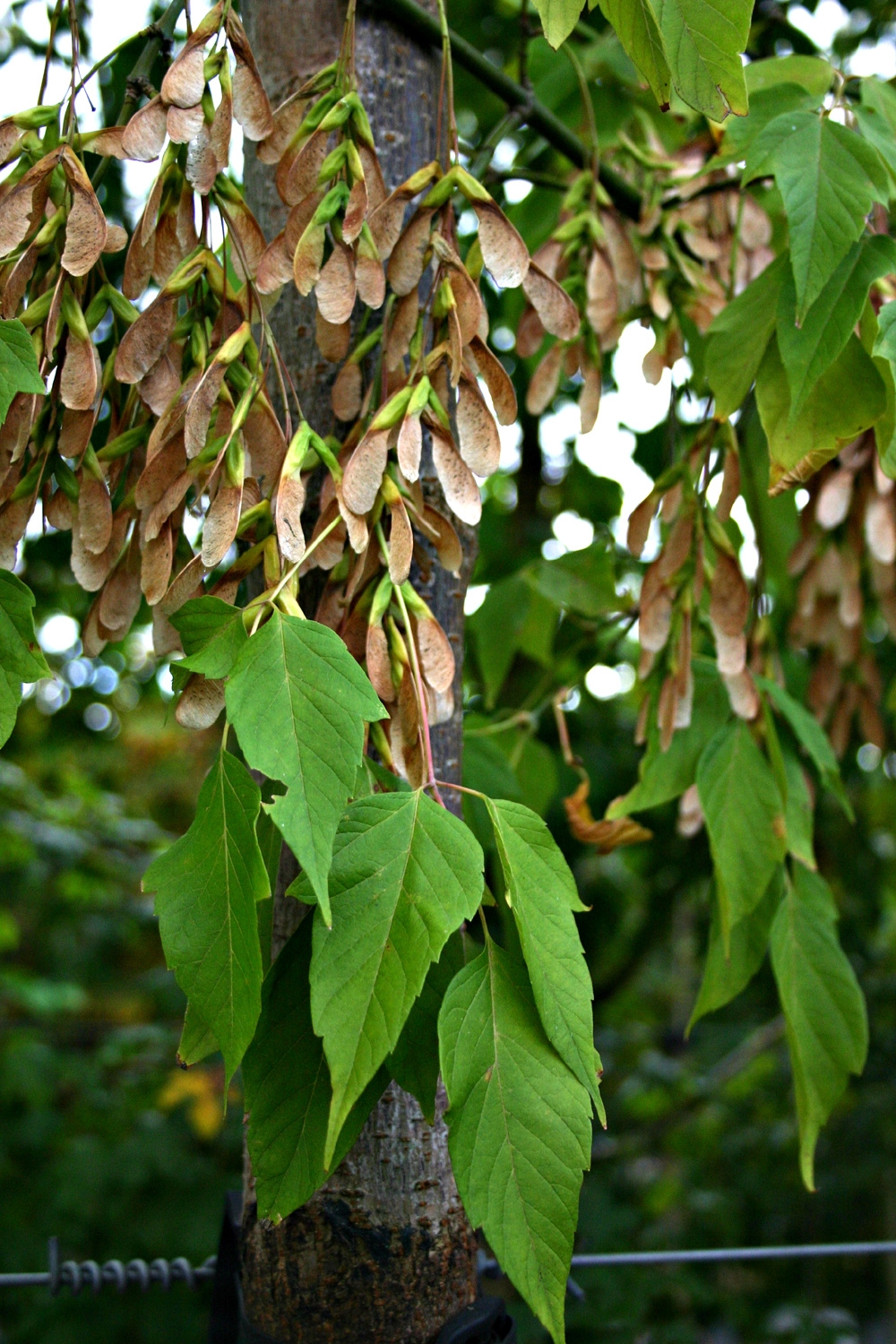 The leaves of Acer negundo