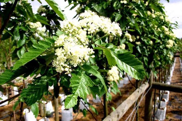 the flowers of Sorbus thuringiaca Fastigiata