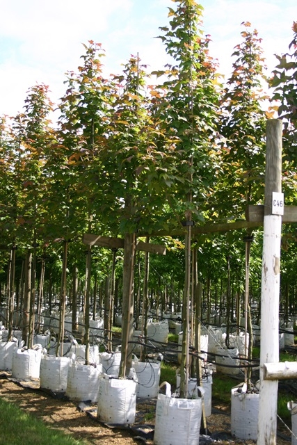standard Liquidambar styraciflua Acalycina
