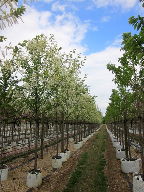 Prunus padus Watereri in flower on the barcham trees nursery