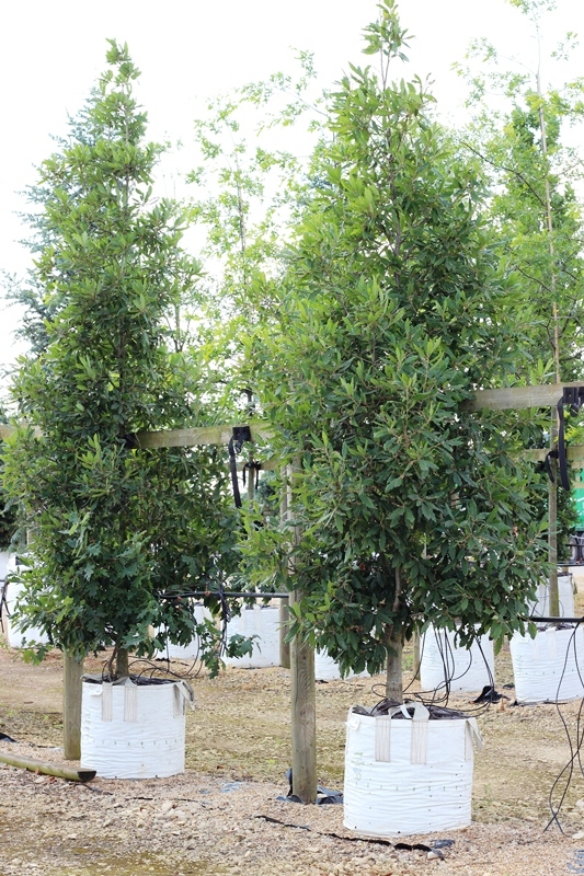 Quercus x turnerii Pseudoturneri