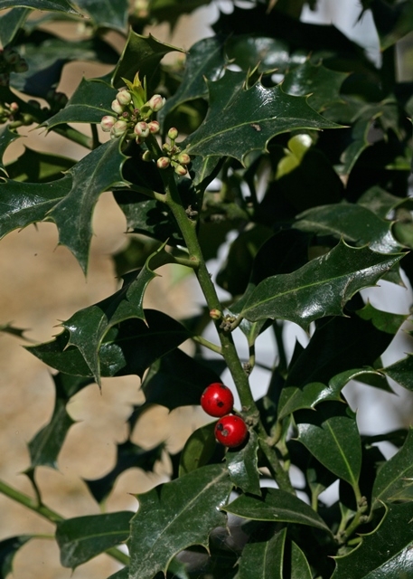 Ilex Aquifolium Alaska