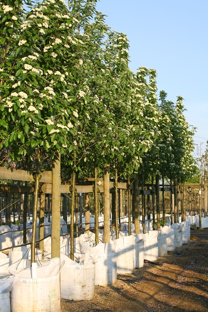 Sorbus thuringiaca Fastigiata in flower