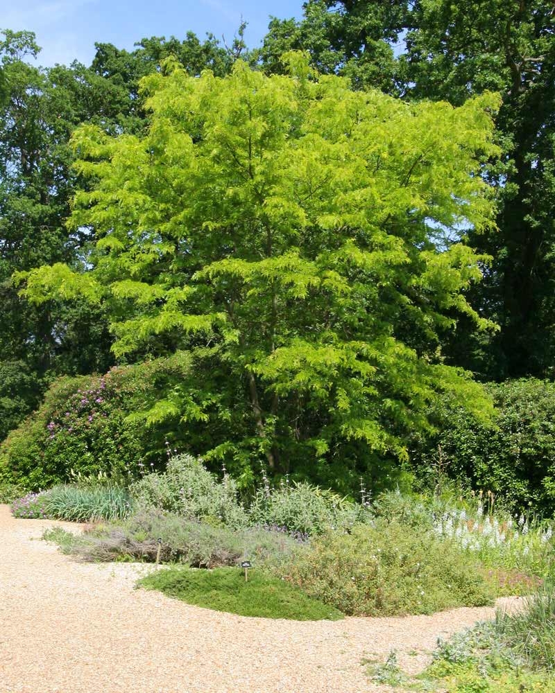 Mature Gleditsia triacanthos Sunburst