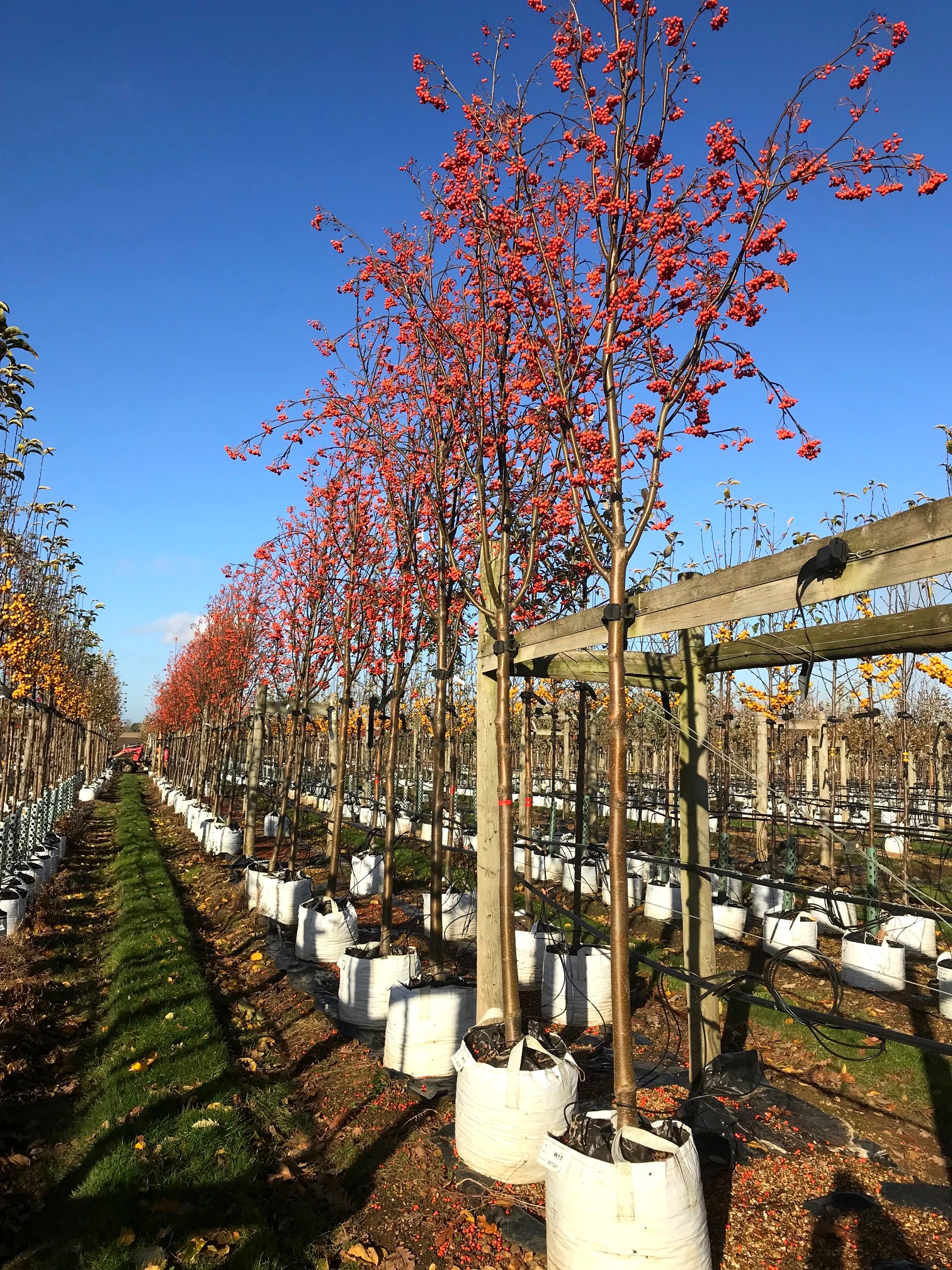 The berries of Sorbus thuringiaca Fastigiata