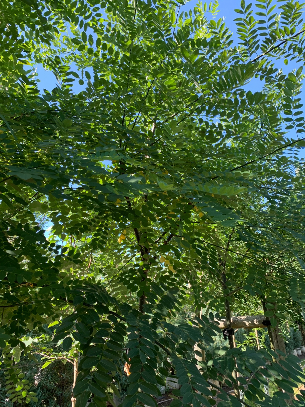 Japanese Pagoda Regent foliage