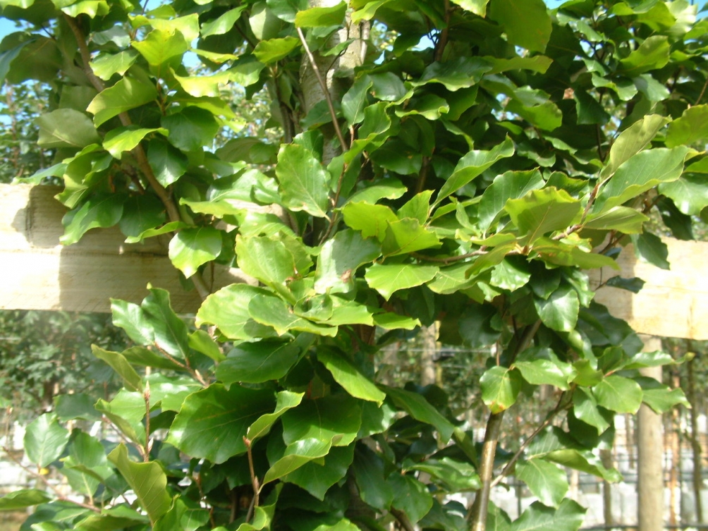 The foliage of  Fagus sylvatica Dawyck Gold