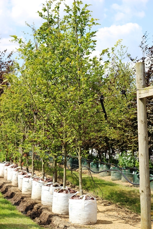 Fagus sylvatica Zlatia