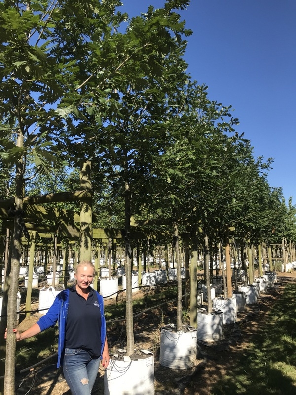 Quercus frainetto at barcham trees