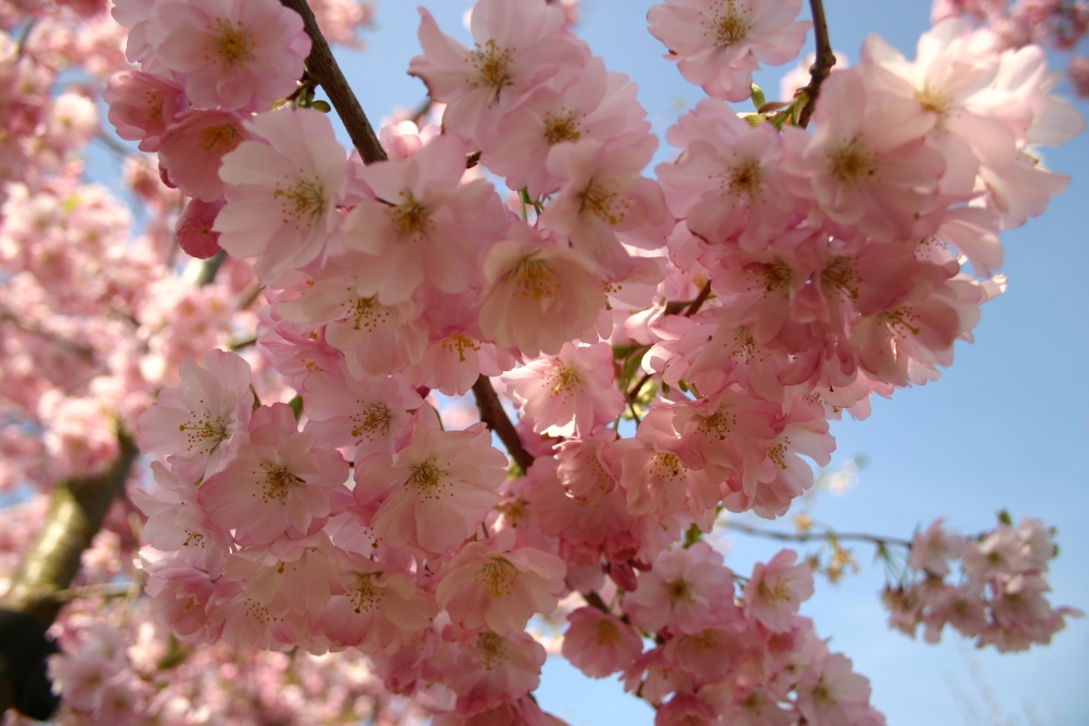 the pink flower in detail of Prunus Accolade