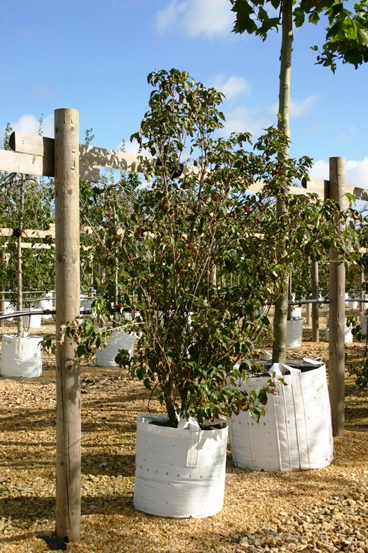 Cornus kousa China Girl at Barcham trees