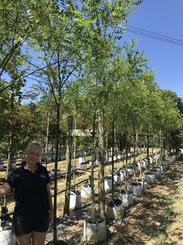 Sophora japonica at barcham trres