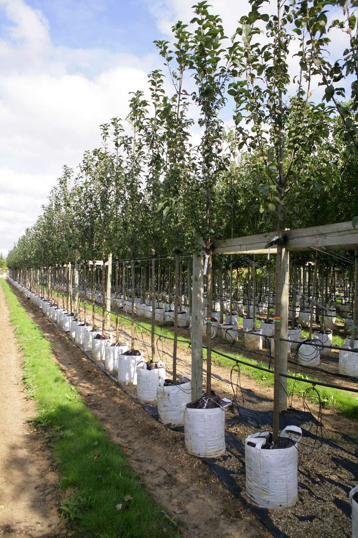 Prunus padus Albertii