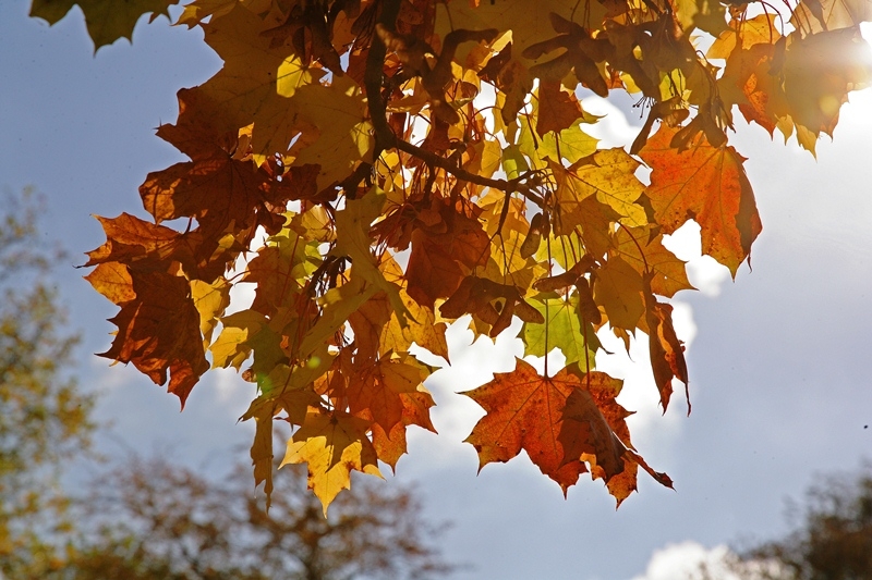 the autumn  leaves of Acer plataniodes olmstea