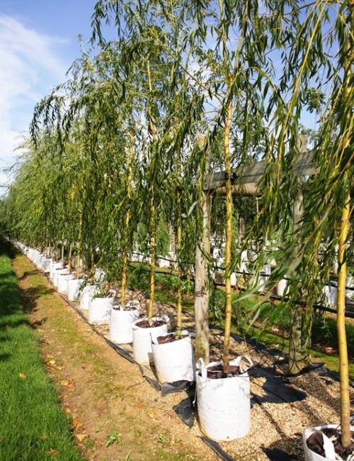 Salix alba Tristis in a row on the Barcham nursery