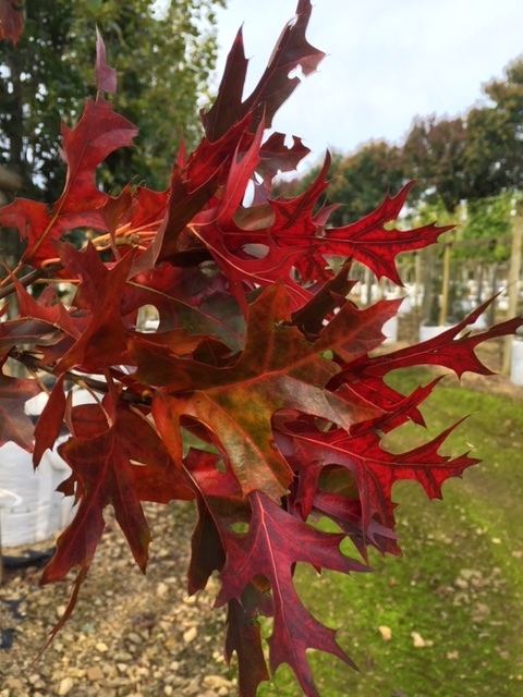 autumn foliage of Quercus palustris Green Pillar