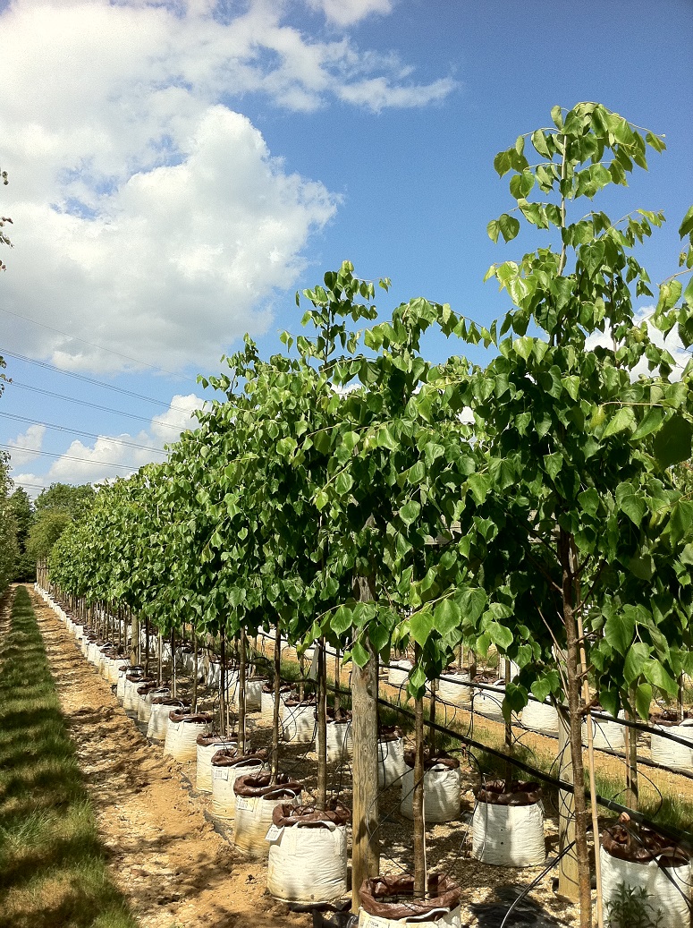 Row of Tilia cordata x mongolica Harvest Gold at barcham trees