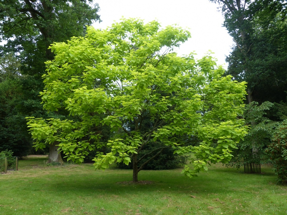 Mature Catalpa bignonioides Aurea