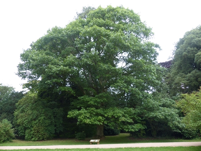 mature Quercus rubra at westernbirt
