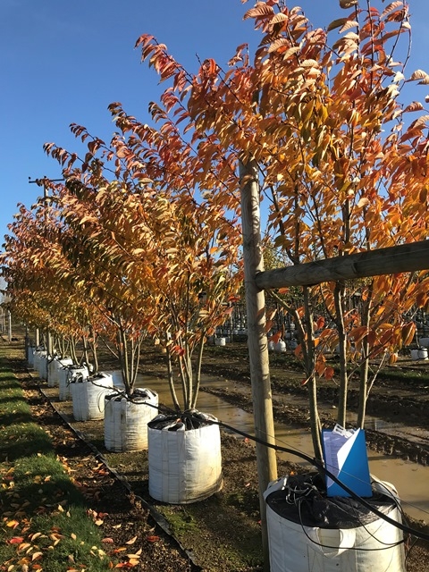 the orange foliage in autumn of Prunus kanzan multi-stem