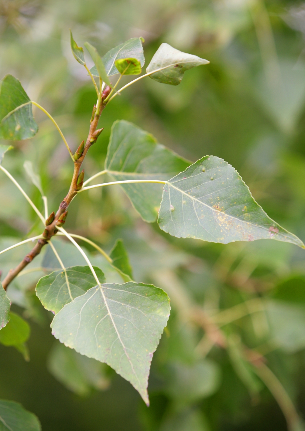 Populus nigra foliage