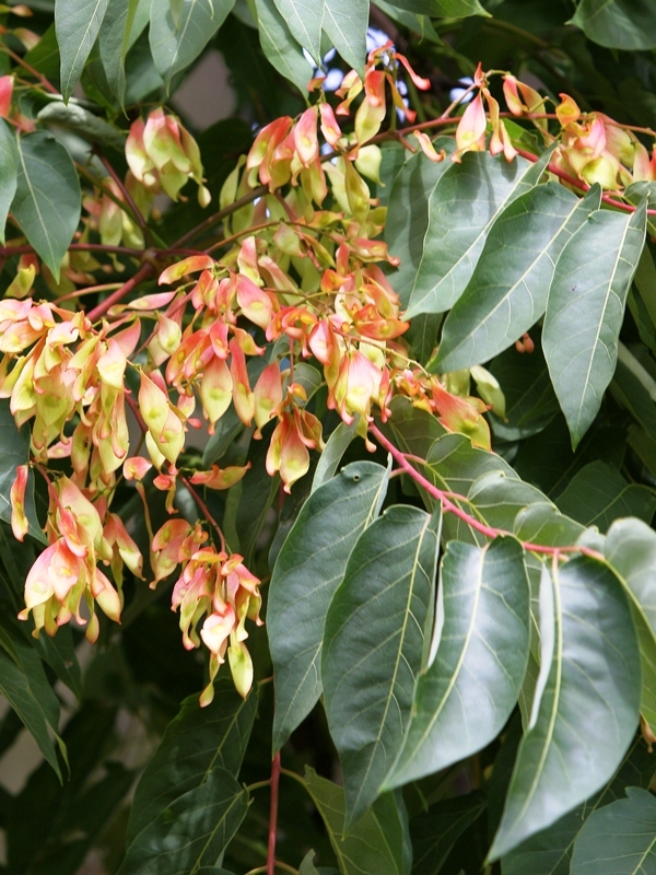 The flower of  Ailanthus altissima