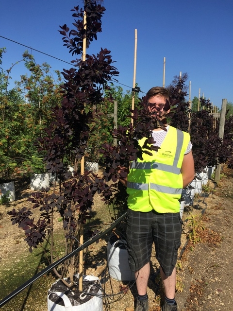Cotinus coggygria Royal Purple at barcham trees