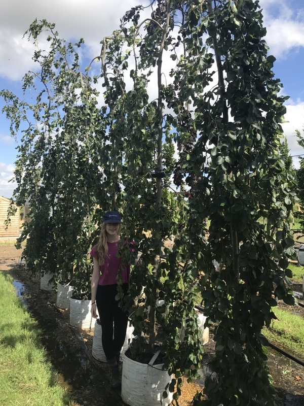 Fagus sylvatica Pendula